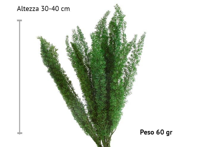 immagine e-commerce Foxtail stabilizzata felce coda di volpe stabilizzata