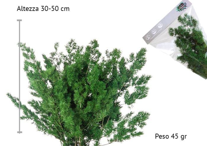 Immagine e-commerce Ming stabilizzato cm 30-50 - ming fern