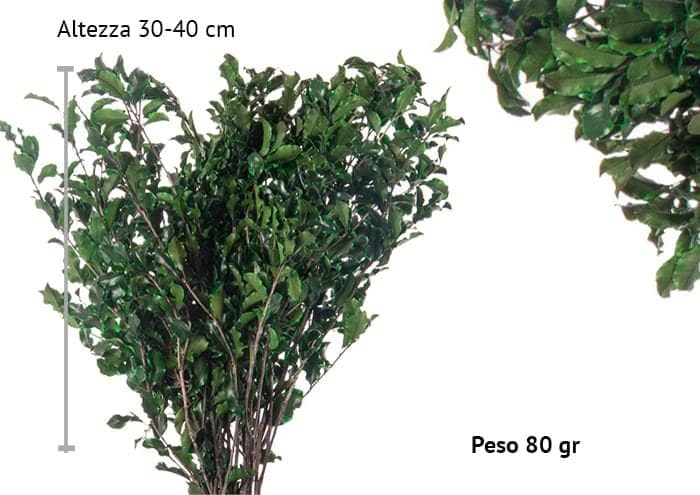 Pittosporo stabilizzato cm 30-40