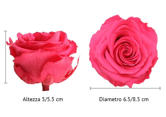 immagine e-commerce Rosa stabilizzata misura premium colore fucsia