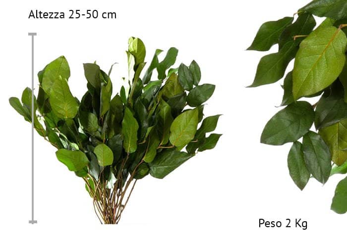 Immagine e-commerce Salal foglie stabilizzate
