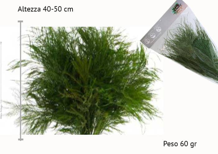 Immagine e-commerce Tiky stabilizzato cm 40-50 - Tree fern