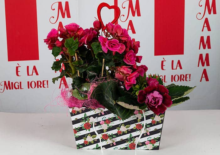 Travelflo-confezione-regalo-per-piante-Festa-della-Mamma700x495