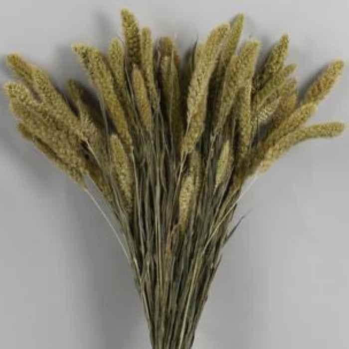 Muschio Essiccato Naturale - 100g Per Decorazioni, Presepi E Fai Da Te