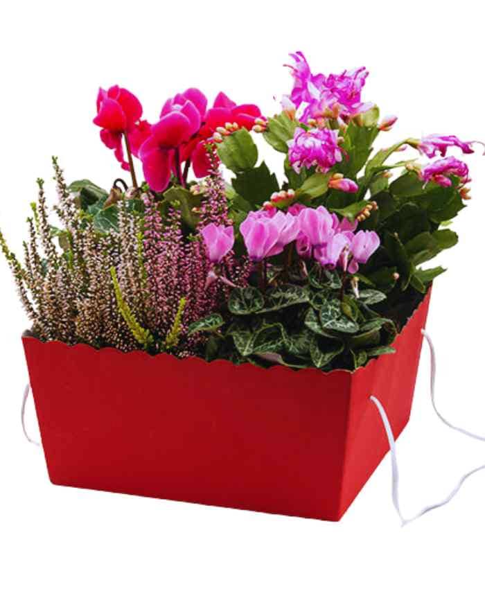 pacchetto-travelflo-4-piante-20-pezzi-in-2-fantasie-rosso