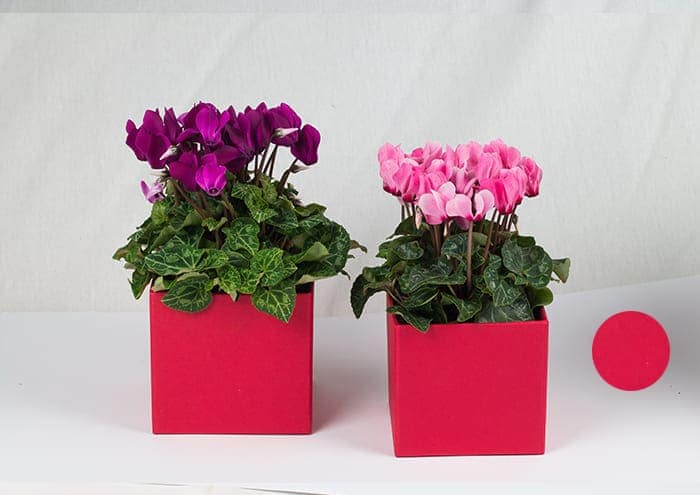 immagine ecommerce EasyFlò11 Flower box per fiori e piante vaso 10 cm rosso