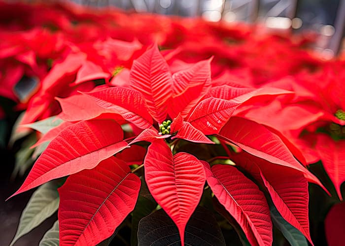 Immagine articolo blog Poinsettia day come aumentare le vendite di stelle prima di Natale