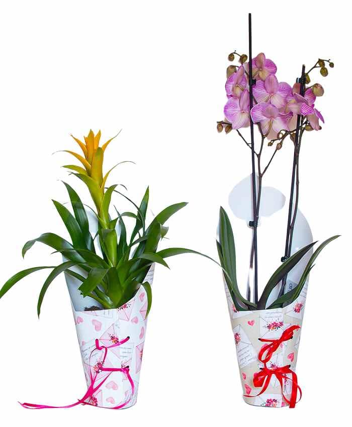 phale-cone-cono-per-orchidea-palenopsis-alto-41-cm
