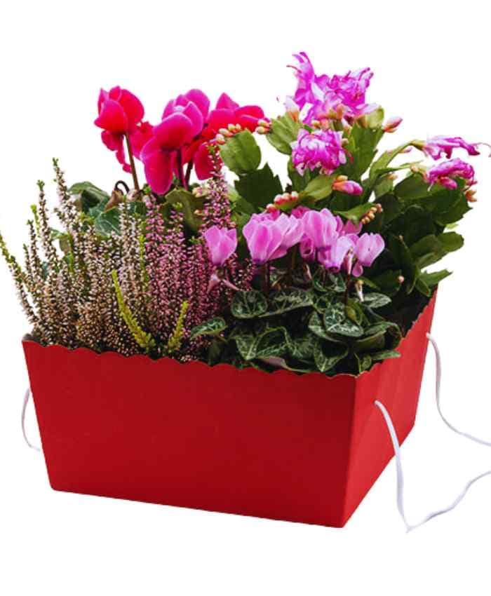 pacchetto-travelflo-4-piante-20-pezzi-in-2-fantasie-rosso