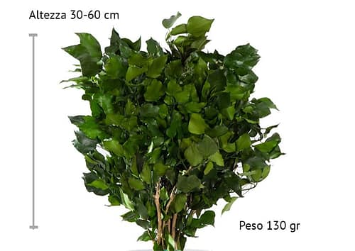 Muschio stabilizzato (muschio piatto) 1 kg