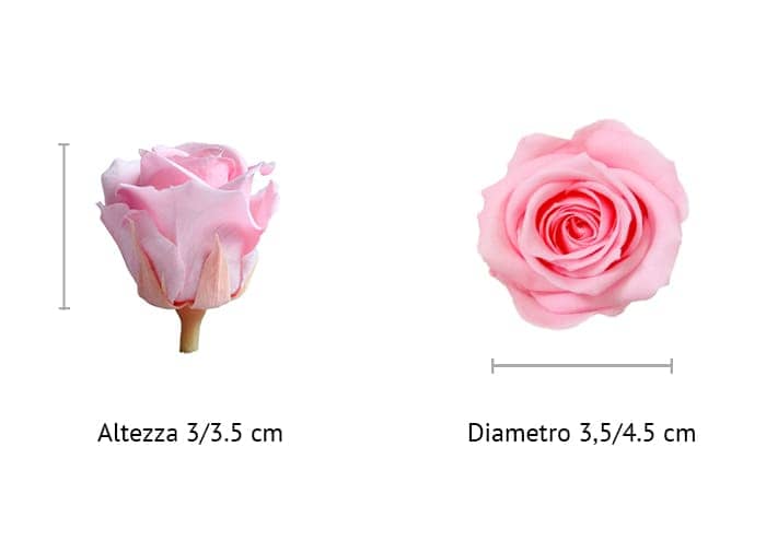 Rosa stabilizzata cm 3.5, Rose stabilizzate mini