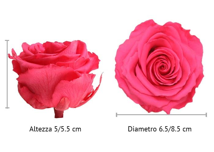 Rosa stabilizzata cm 7.5  Ingrosso rose stabilizzate premium