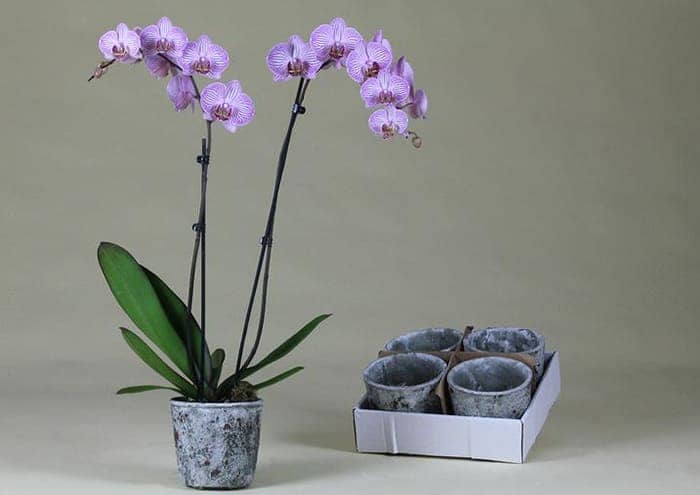 Portavaso orchidea in cemento grigio - Complementi e Regali