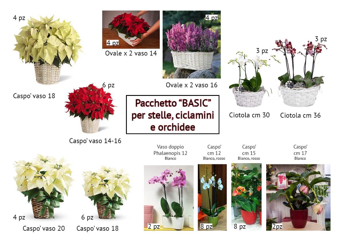 Pacchetto Stelle e Ciclamini 2017 Basic