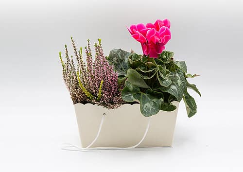 Travelflò-cm 24–Scatola-regalo-economica-2-piante-vaso-12-con-manico-Avorio