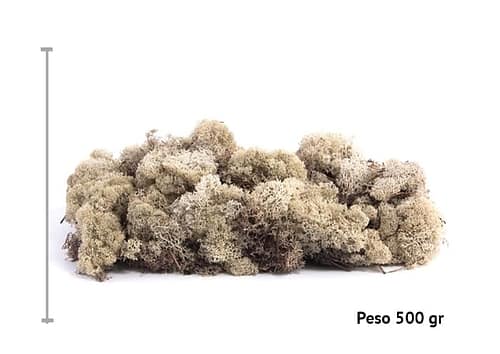 immagine e-commerce Lichene stabilizzato muschio nordico naturale gr 500