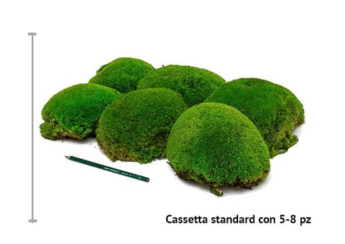 immagine e-commerce Muschio palla stabilizzato misura grande - polemoss