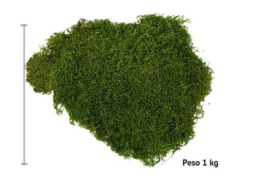 immagine e-commerce Muschio stabilizzato verde confezione da 1 kg
