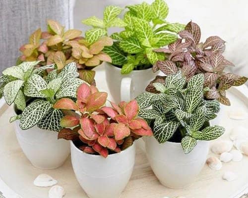 Vasi ceramica - promozione black friday