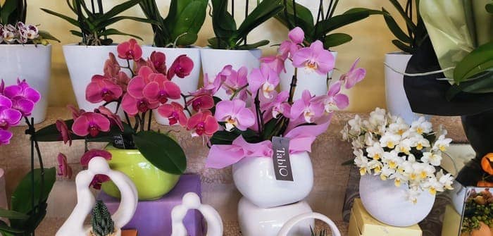 Orchidea tablo in vaso ceramica 700px