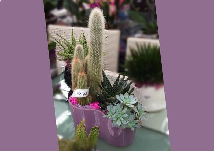 Vaso Orchidea da interno TRASPARENTE 13 cm. | Leroy Merlin