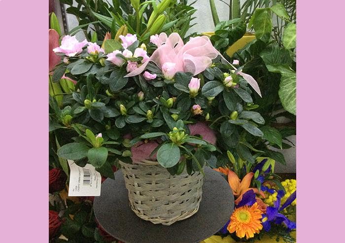 Caspo' in vimini con azalea - complementi e regali