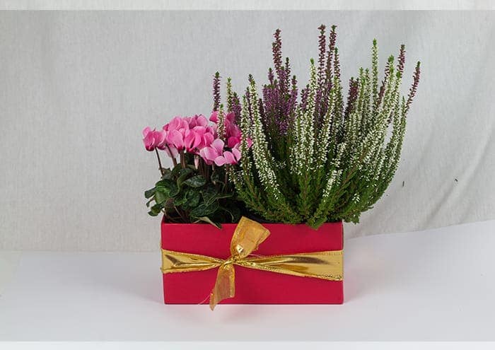 immagine ecommerce EasyFlò21 Scatola regalo per 2 piante vaso 10 cm rosso