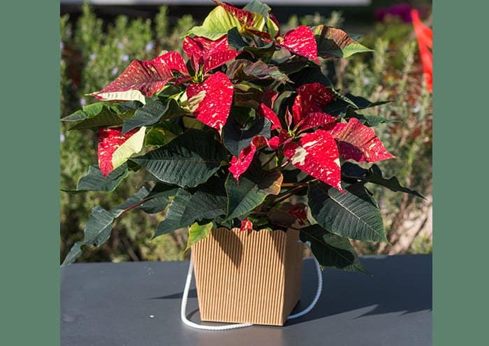 IMMAGINE ECOMMERCE Travelflò cm 13 – Flower box economica con manico cannete stella