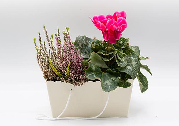 Travelflò-cm-28–Scatola-regalo-economica-2-piante-vaso-14-con-manico-Avorio