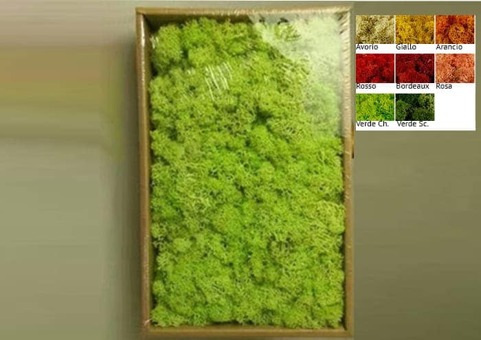 immagine ecommerce muschio-nordico-in-scatola-500gr