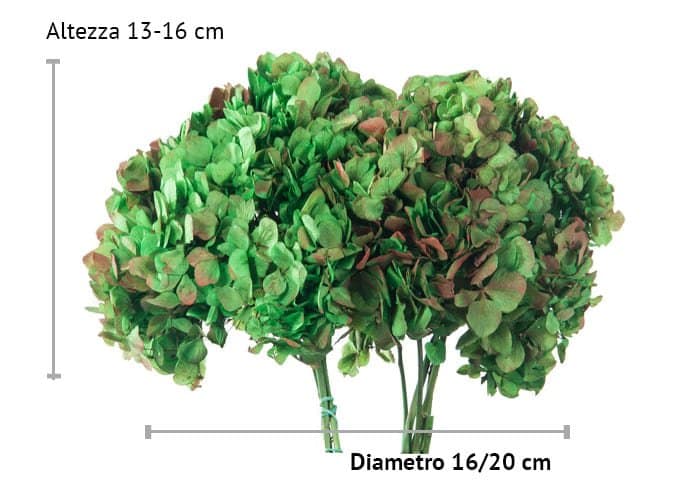 immagine e-commerce Ortensia stabilizzata bicolor diametro cm 16-18 cm - verde naturale e rosso