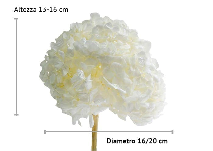 immagine e-commerce Ortensia stabilizzata diametro cm 18 (Premium) - colore bianco