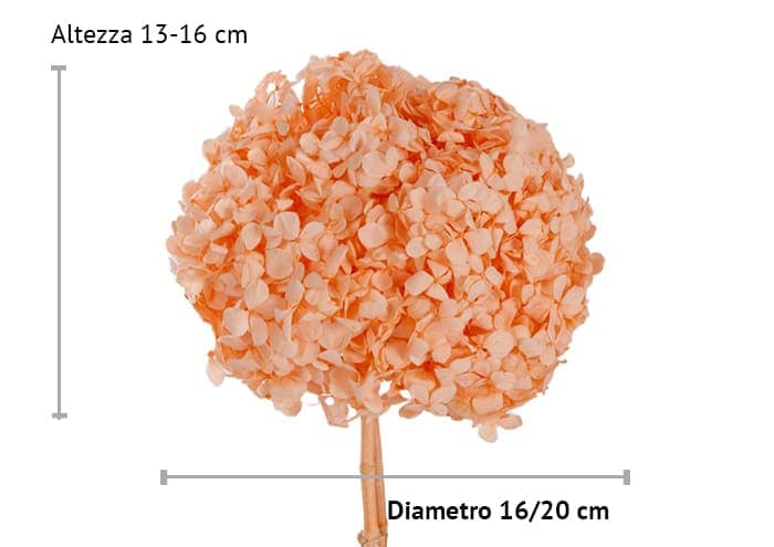 immagine e-commerce Ortensia stabilizzata diametro cm 18 (Premium) - colore pesca