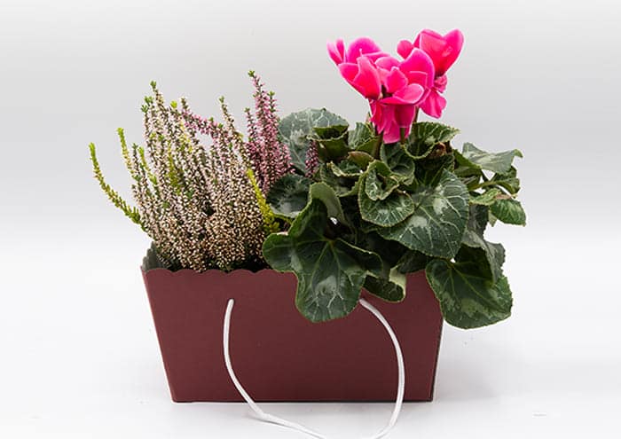 Travelflò-cm-28–Scatola-regalo-economica-2-piante-vaso-14-con-manico-Bordeaux