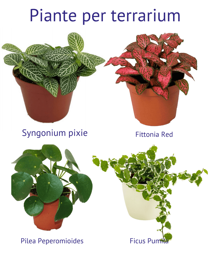 Piante per terrarium