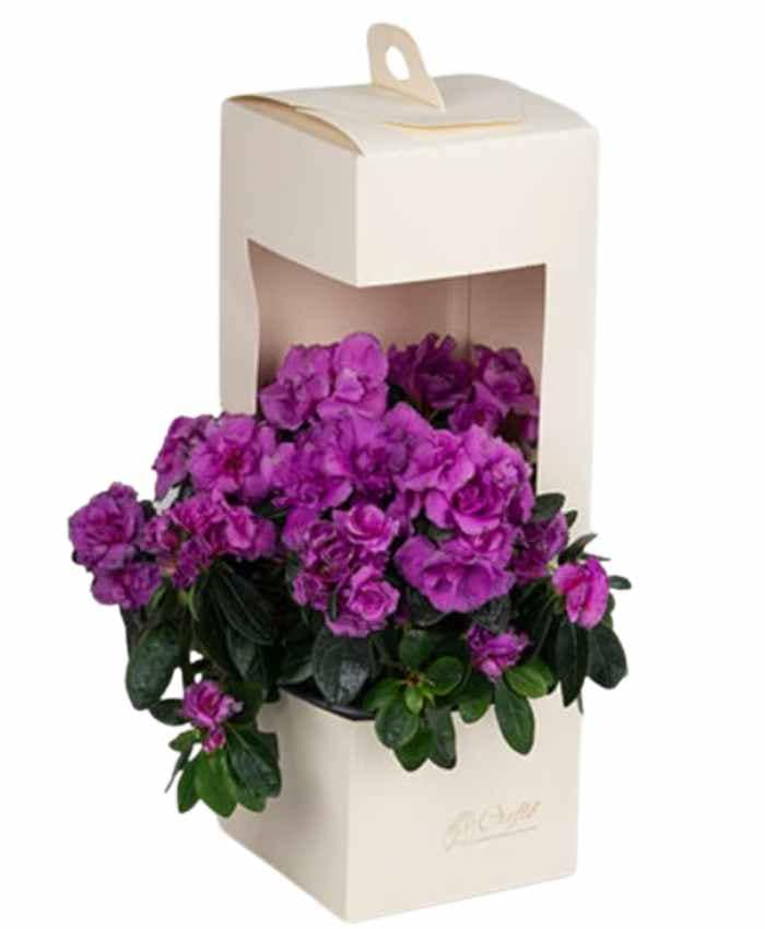 everyday-box-v12-flowerbox-con-finestra-e-manico-per-vaso-12-cm-AVORIO-ELEGANTE