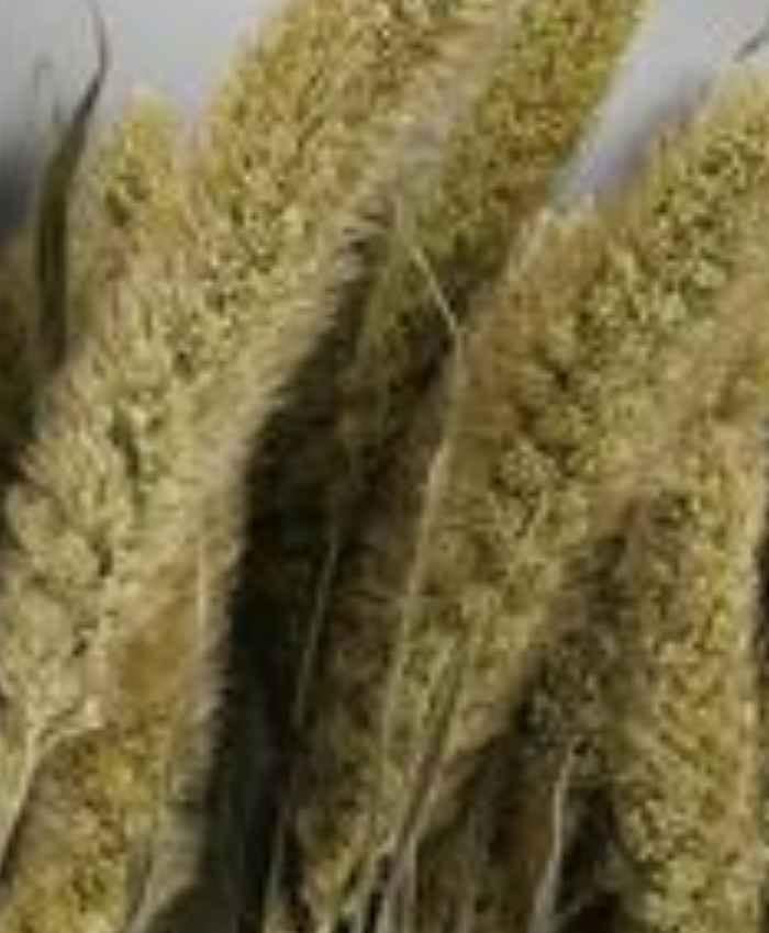 Setaria-italica-essiccata-busta-100-grammi-naturale