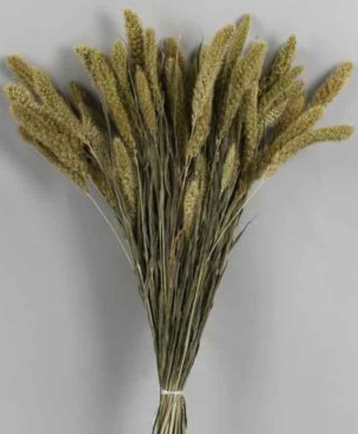 Setaria-italica-essiccata-busta-100-grammi