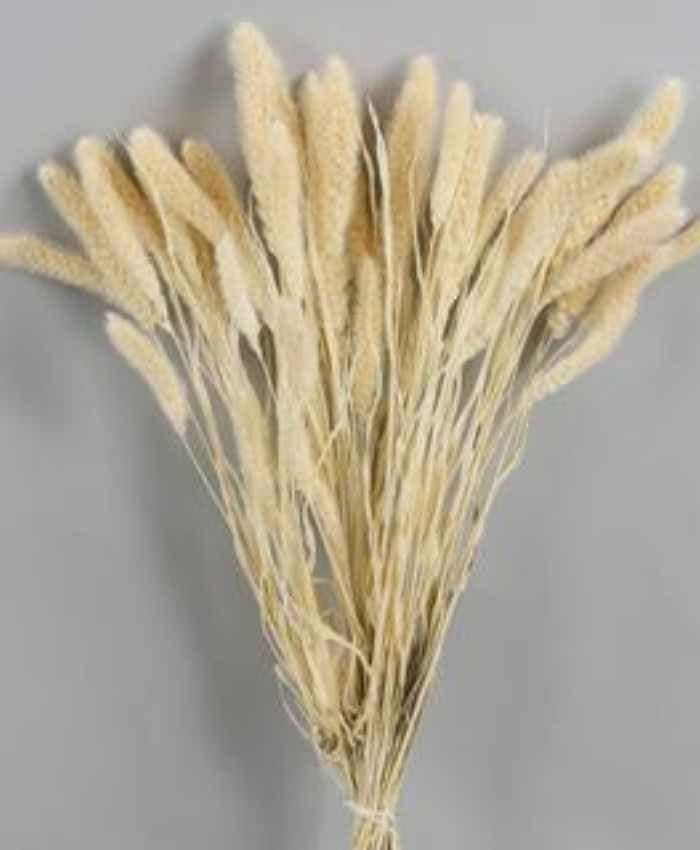 Setaria italica essiccata busta 100 grammi - immagine 2