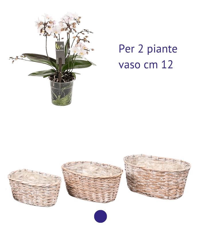 Immagine e commerce Cesto ovale in vimini chiaro sbiancato per 2 piante vaso 12 cm