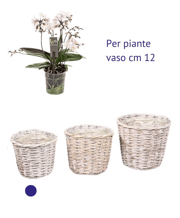 Immagine e commerce Portavaso vimini chiaro sbiancato per piante vaso 12 cm