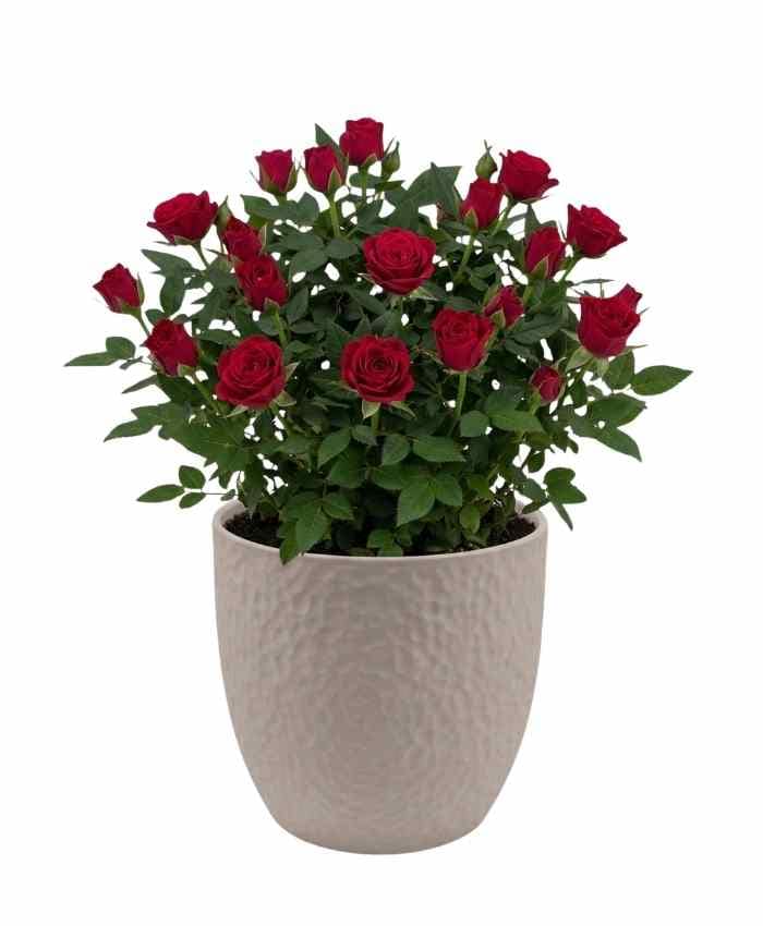 Pacchetto Tutto pronto Coordinato ceramica Bianca 40 pz - immagine 5