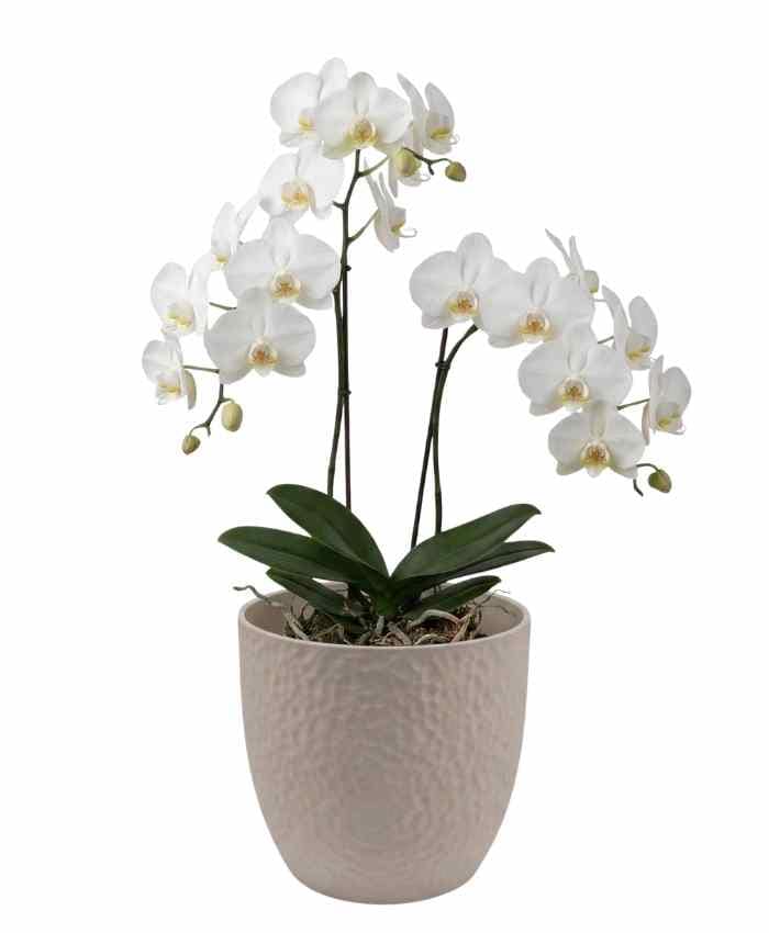 Pacchetto Tutto pronto Coordinato ceramica Bianca 40 pz - immagine 7