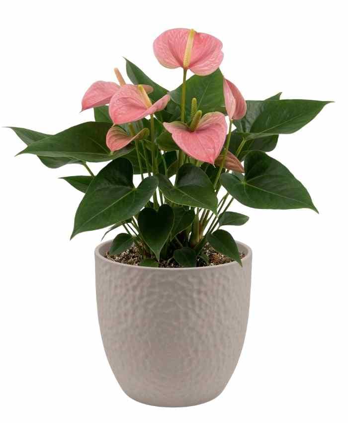 Pacchetto Tutto pronto Coordinato ceramica Bianca 40 pz - immagine 8