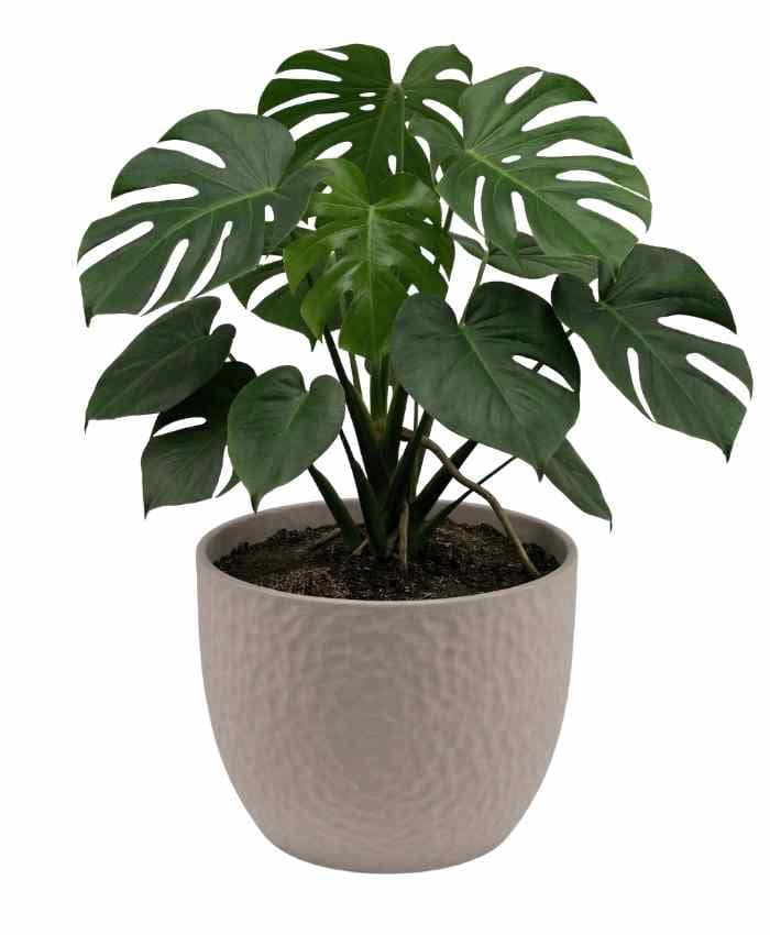 Pacchetto Tutto pronto Coordinato ceramica Bianca 40 pz - immagine 9