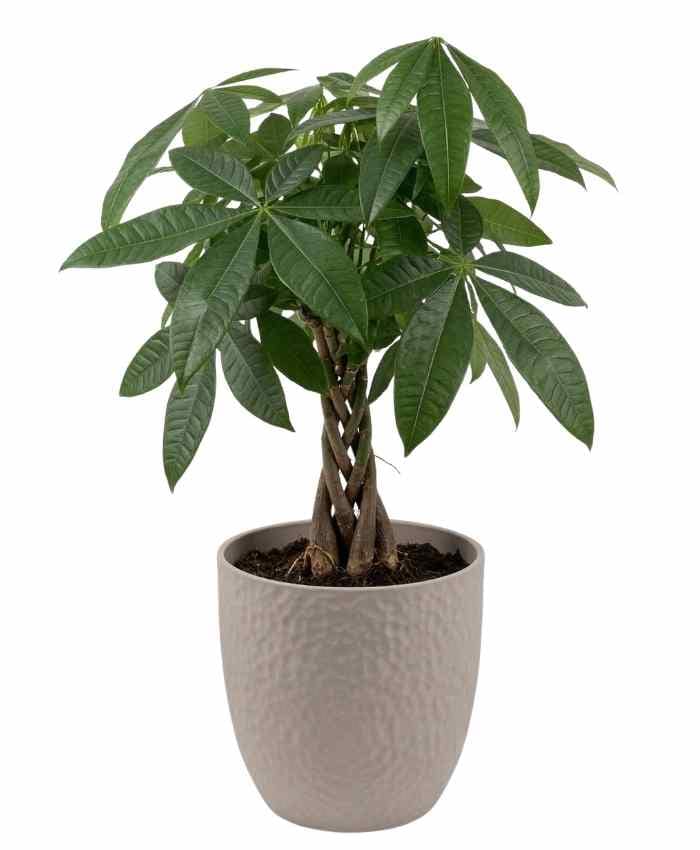 Pacchetto Tutto pronto Coordinato ceramica Bianca 40 pz - immagine 10