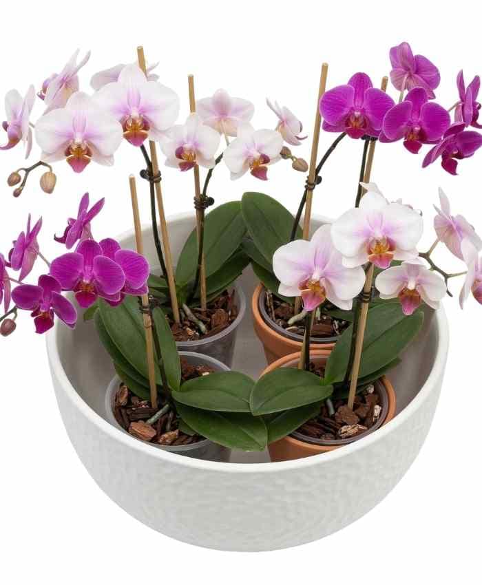 Pacchetto Tutto pronto Coordinato ceramica Bianca 40 pz - immagine 11