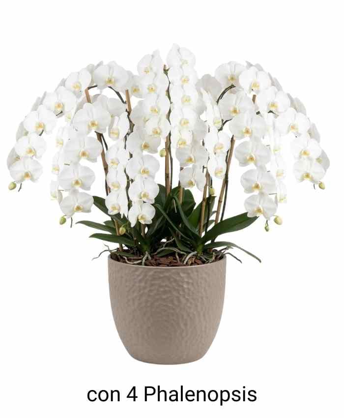 Pacchetto Tutto pronto Coordinato ceramica Bianca 40 pz - immagine 12