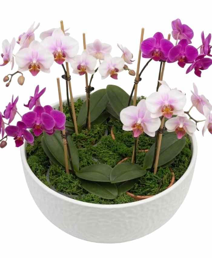 Pacchetto Tutto pronto Coordinato ceramica Bianca 40 pz - immagine 6