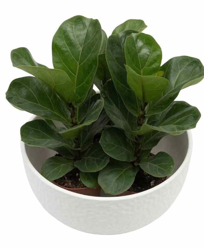 Pacchetto Tutto pronto Coordinato ceramica Bianca 40 pz - immagine 3